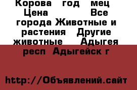 Корова 1 год 4 мец › Цена ­ 27 000 - Все города Животные и растения » Другие животные   . Адыгея респ.,Адыгейск г.